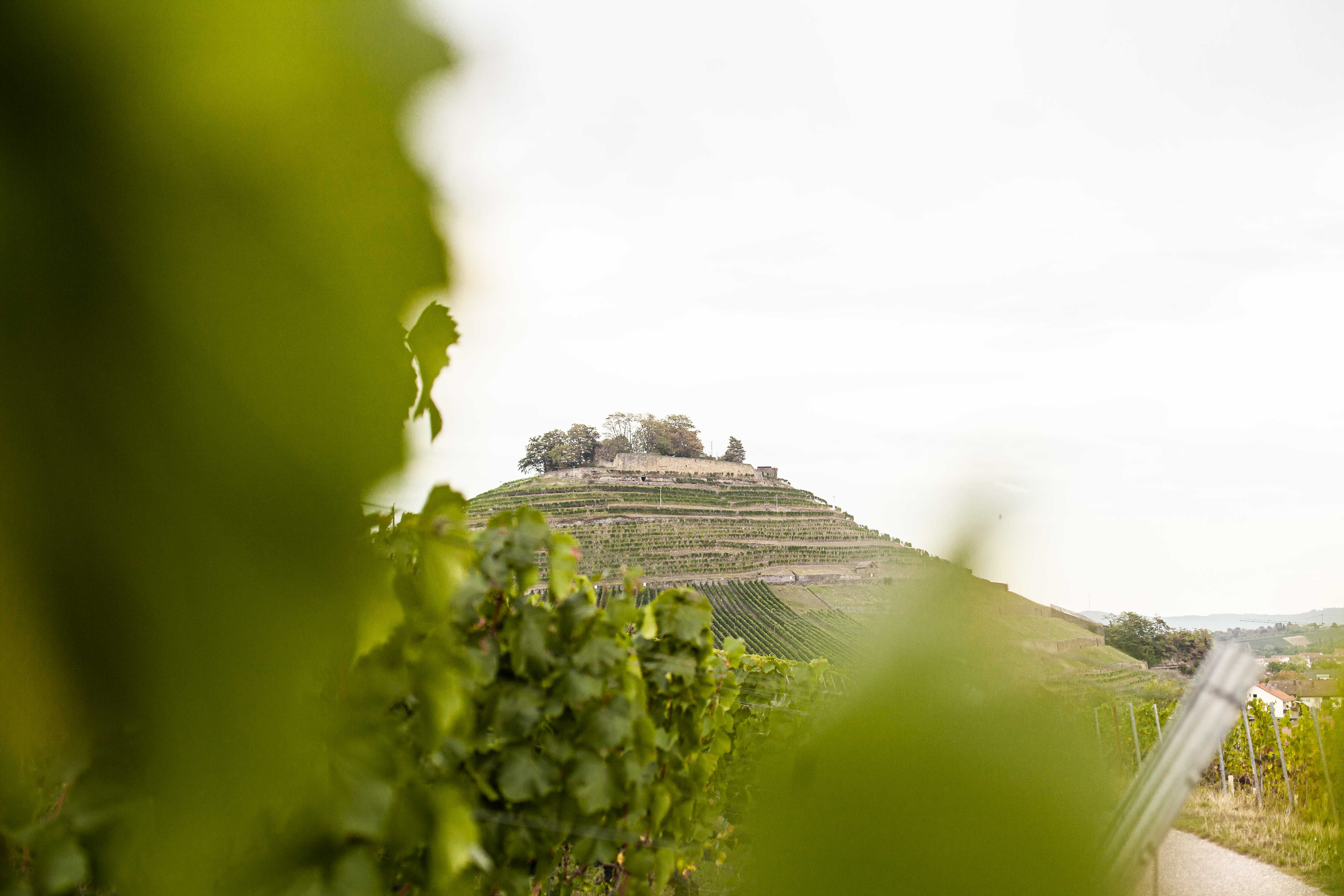 Landschaftsbild Weinsberg
